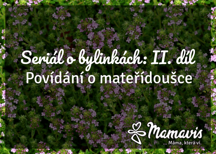 Seriál o bylinkách - 2 díl. povídání o mateřídoušce mamavis